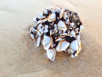 High angle view of seashells on beach