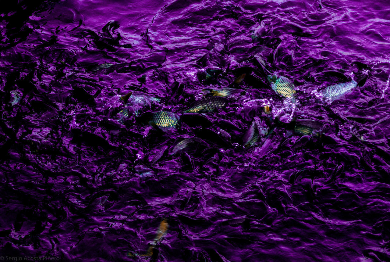 FULL FRAME SHOT OF PURPLE WATER IN CONTAINER