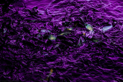 Full frame shot of purple water