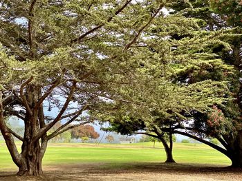 Trees in park