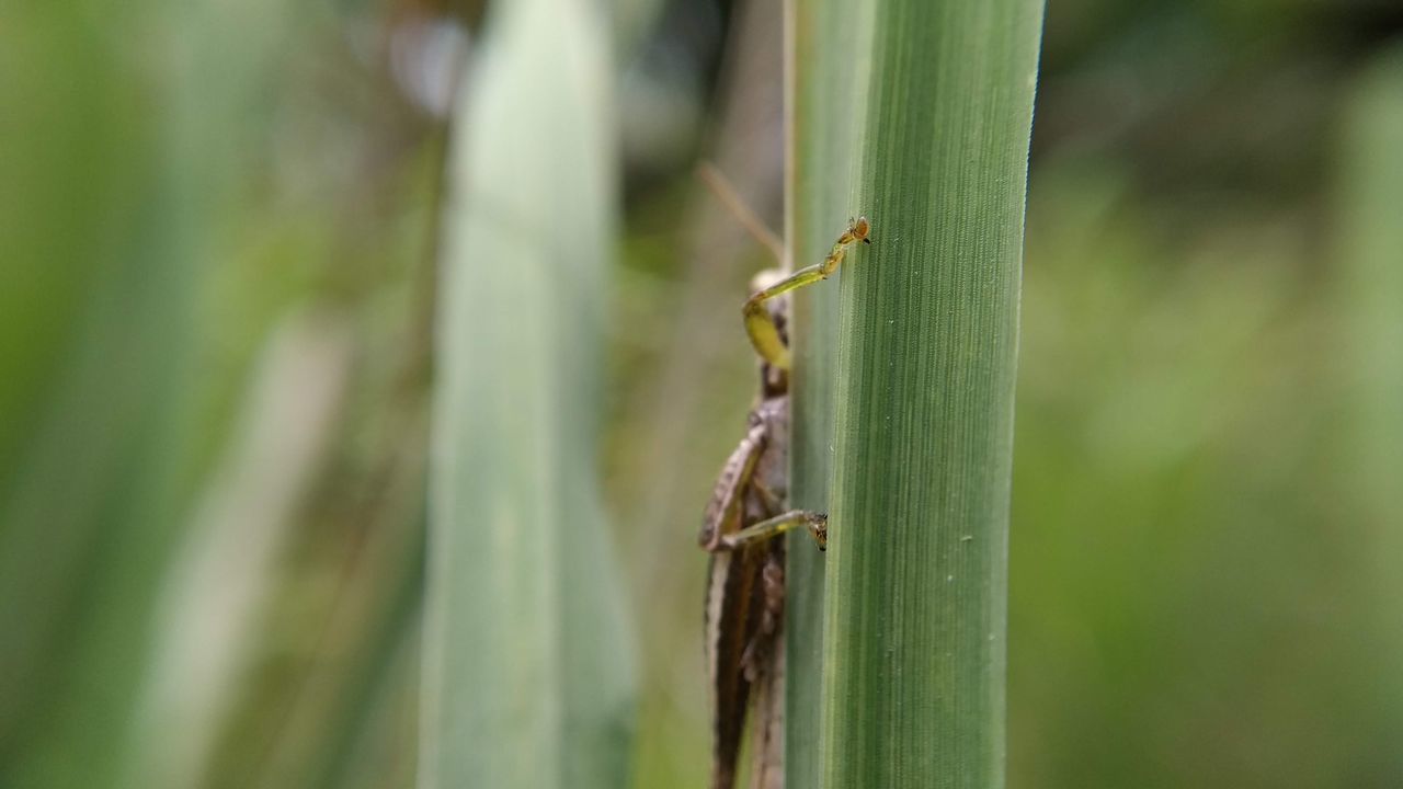 CLOSE-UP OF CATERPILLAR ON LEAF