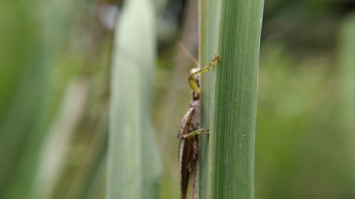 Close-up of insect on plant