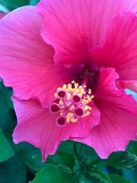 Close-up of pink flower blooming outdoors