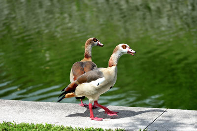 Duck on a lake