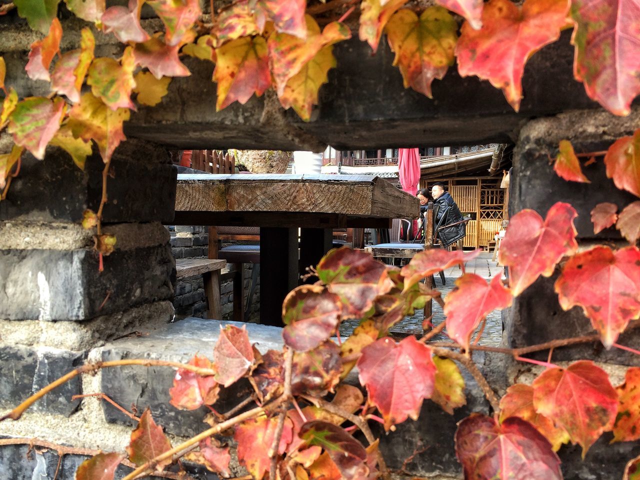 autumn, leaf, change, day, maple leaf, outdoors, nature, built structure, no people, architecture, building exterior, beauty in nature, fragility, close-up, maple