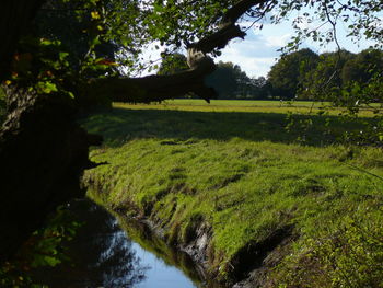 Scenic view of green landscape