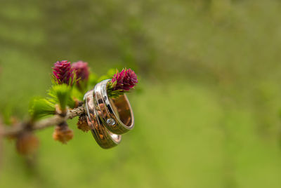 Close-up of wedding rings hanging on pine cone