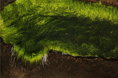 High angle view of moss growing on land
