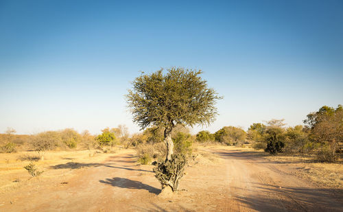 Trees growing on road against clear sky