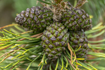 Close-up of pine cone on plant