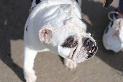 High angle view of a dog