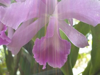 Close-up of pink flowering plant