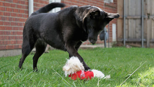 Close-up of dog on grass