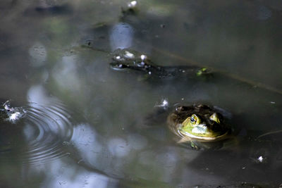 High angle view of frog swimming in lake