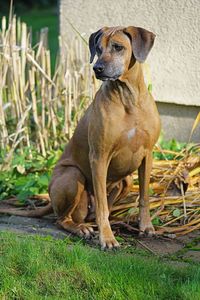 Dog sitting on grass