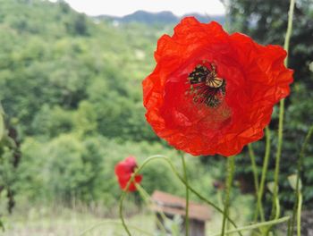 Close-up of red poppy blooming outdoors