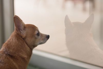 Lonely young brown chihuahua dog on natural light.