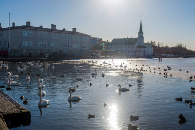 Swans swimming in water against sky