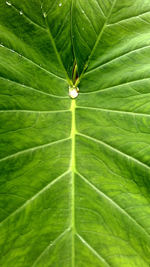 Water drops on leaf