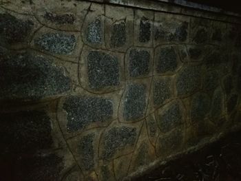 Close-up of a lizard on the wall