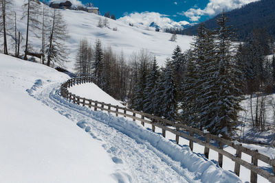 Wooden fence and snow-covered firs in a snowy mountain panorama.