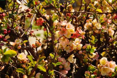 Close up of flowers blooming on tree