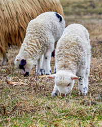 Sheep grazing on field