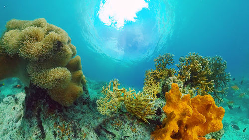 undersea