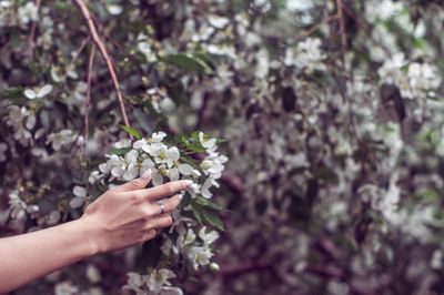 Midsection of person holding flowering plant