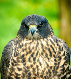 Close-up portrait of eagle