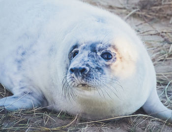Close-up portrait of a seal 