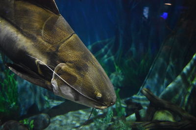 Fish swimming in sea