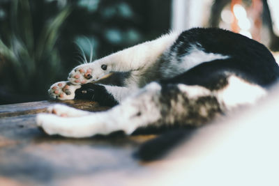 Close-up of a cat sleeping