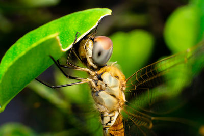 Close-up of insect on leaf