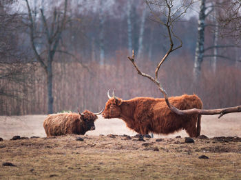 Gentle giants of spring. furry brown wild cow flock grazing in the field in northern europe