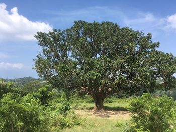 Trees on field against sky