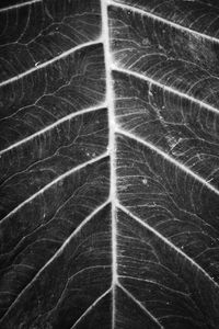 Macro shot of leaf