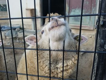 Close-up of sheep in cage