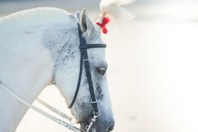 Close-up of white horse head