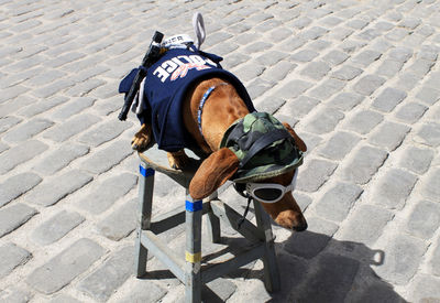 Horse sitting outdoors