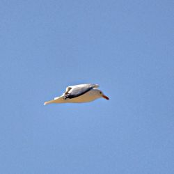 Close-up of birds in water