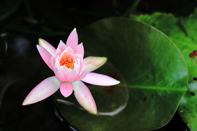 Close-up of lotus water lily in pond