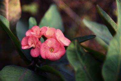 Close-up of pink flower blooming outdoors