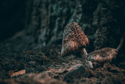 Close-up of rock