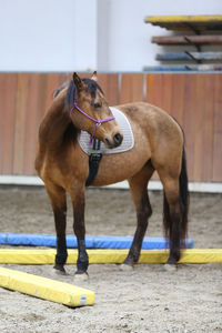 Horse standing in a pen