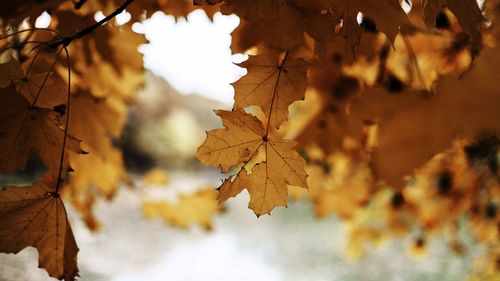 Close-up of maple leaves on tree