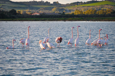 View of birds in lake