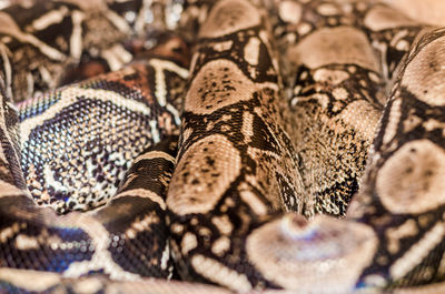 Close-up of snake