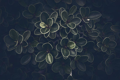 Full frame shot of plants at night