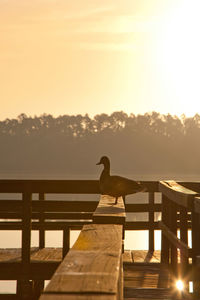 Bird perching on railing against sky during sunset